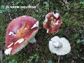 Russula paludosa-amf2146-1